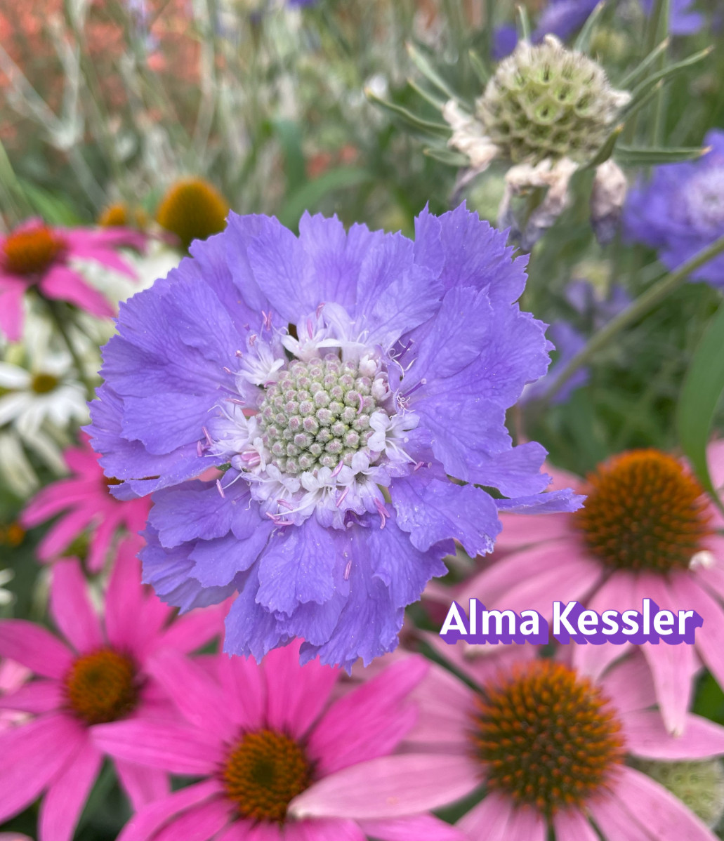 20 seeds Scabiosa Fama Deep Blue Perennial +gift attracts pollinators