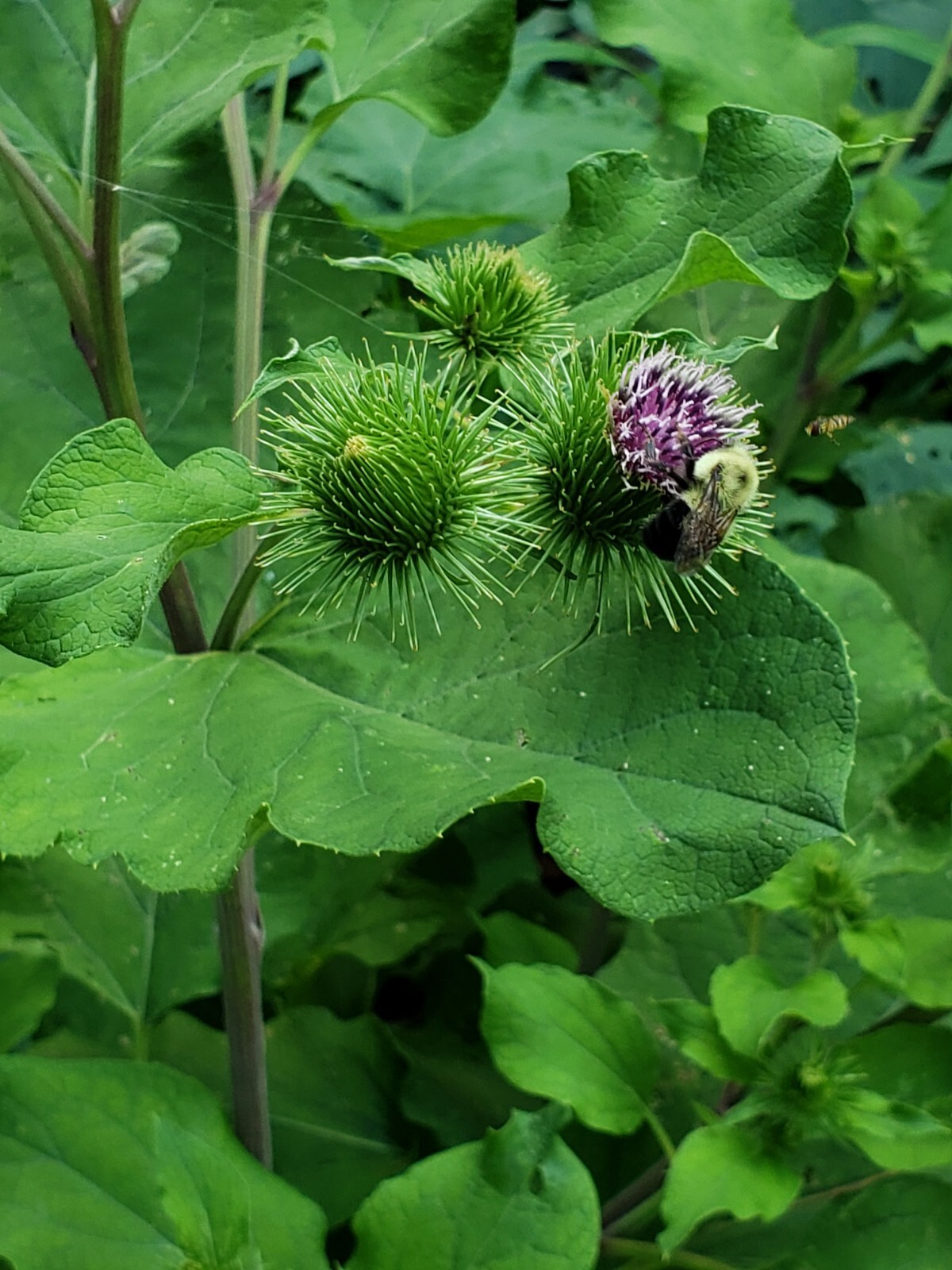 Greater Burdoch, Arctium Lappa 1/4 Tsp.