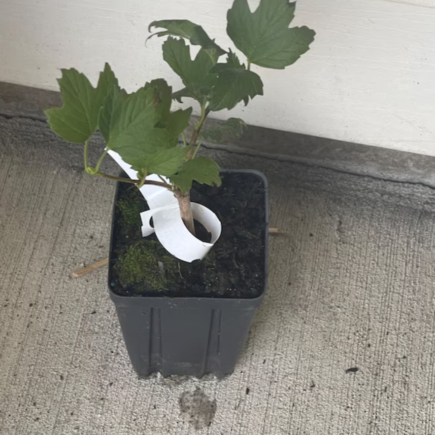 Old Fashion Snowball Viburnum Bush – 4-12″ Tall Live Plant In 4″ pot