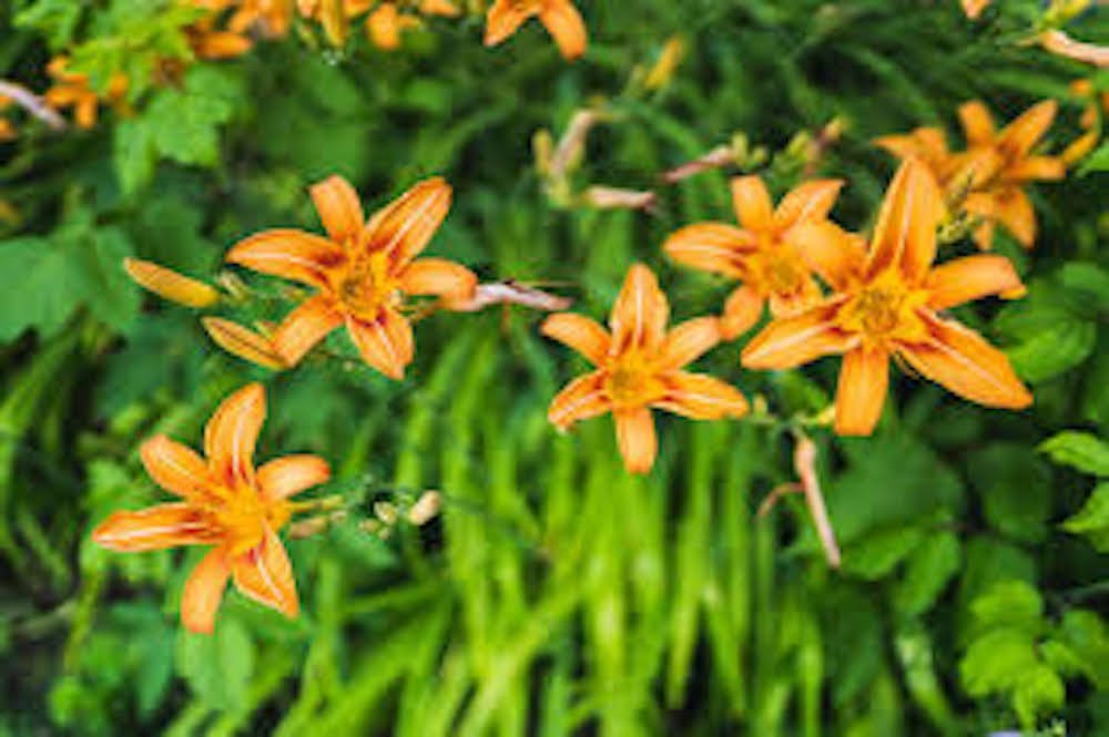 3 Orange Daylily Hemerocallis fulva Orange Bare Root Wildflower