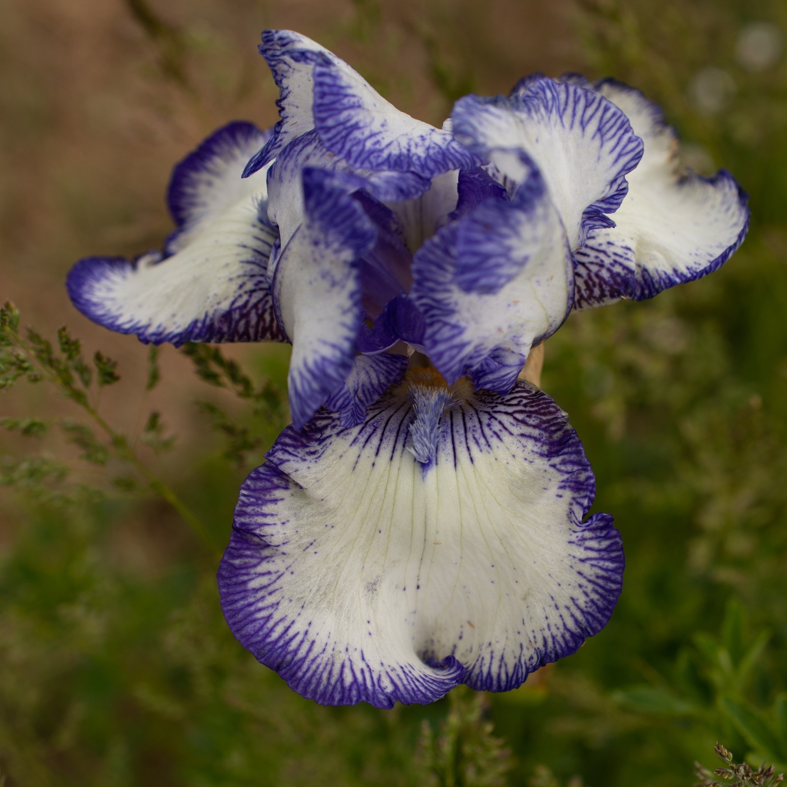 **INK PATTERNS** Tall Bearded Iris. Pre-Order, Combined Shipping: Jul – Sep