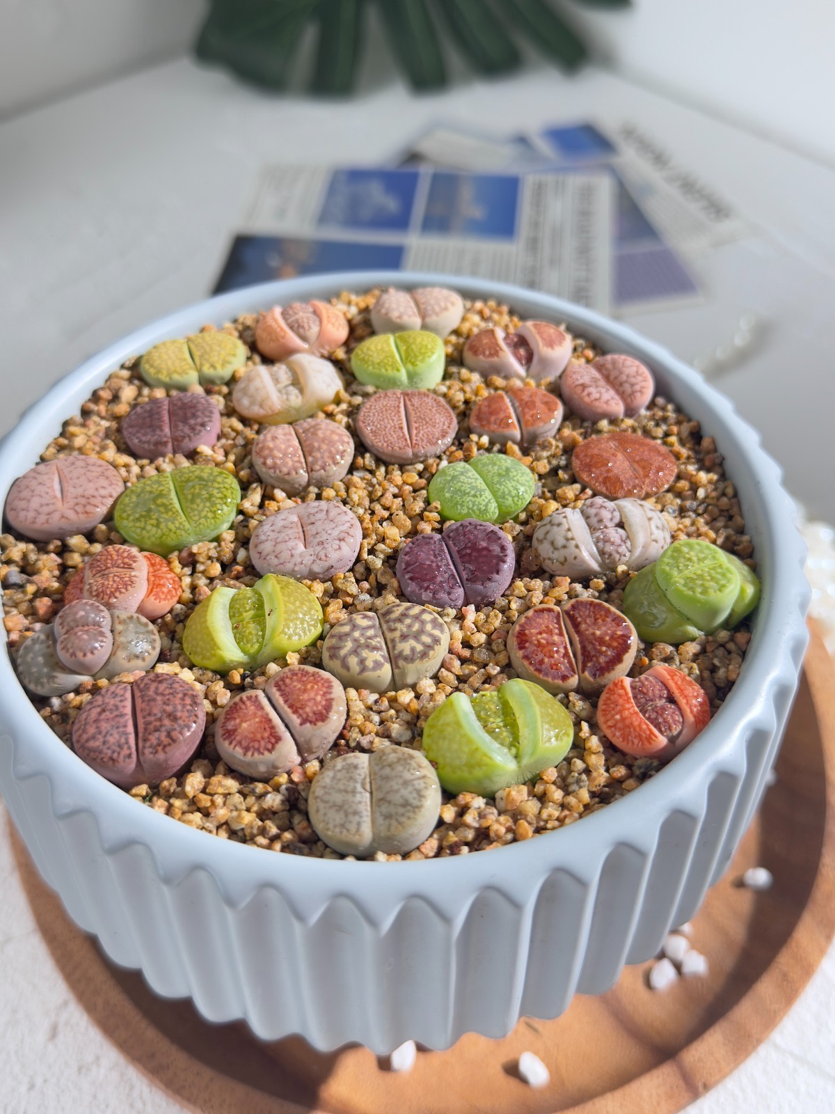 Live 10pc Lithops assorted succulents, 0.6-0.8″ Bare root Wedding Favors