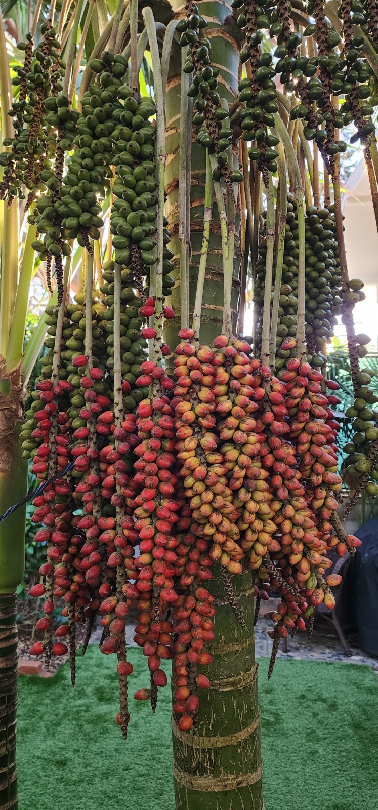 California Grown Kentia Palm Seeds, pack of 50, Howea Forsteriana