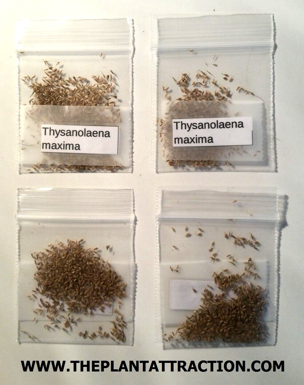 Thysanolaena Maxima 200+ Seeds, Tiger Broom Garden Grass, Nepali T. Latifolia