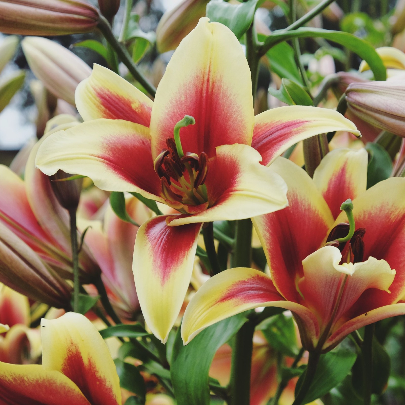 Lilium Orienpet Lily Flavia 3 Flower Bulbs – Summer Red & Yellow Blooms
