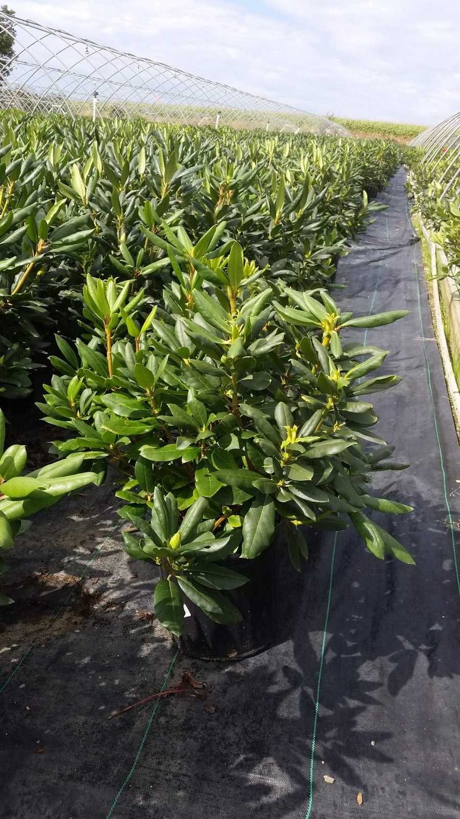 Green Promise Farms Rhododendron Cat. Roseum Elegans Evergreen 3 Size Container