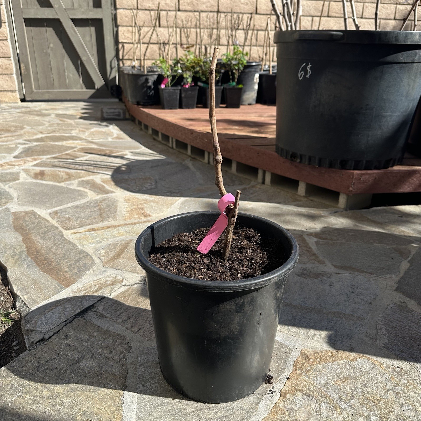 Meiguixiang Grape 3 Years Grafted Green Red Purple Vitis Outdoor Plant
