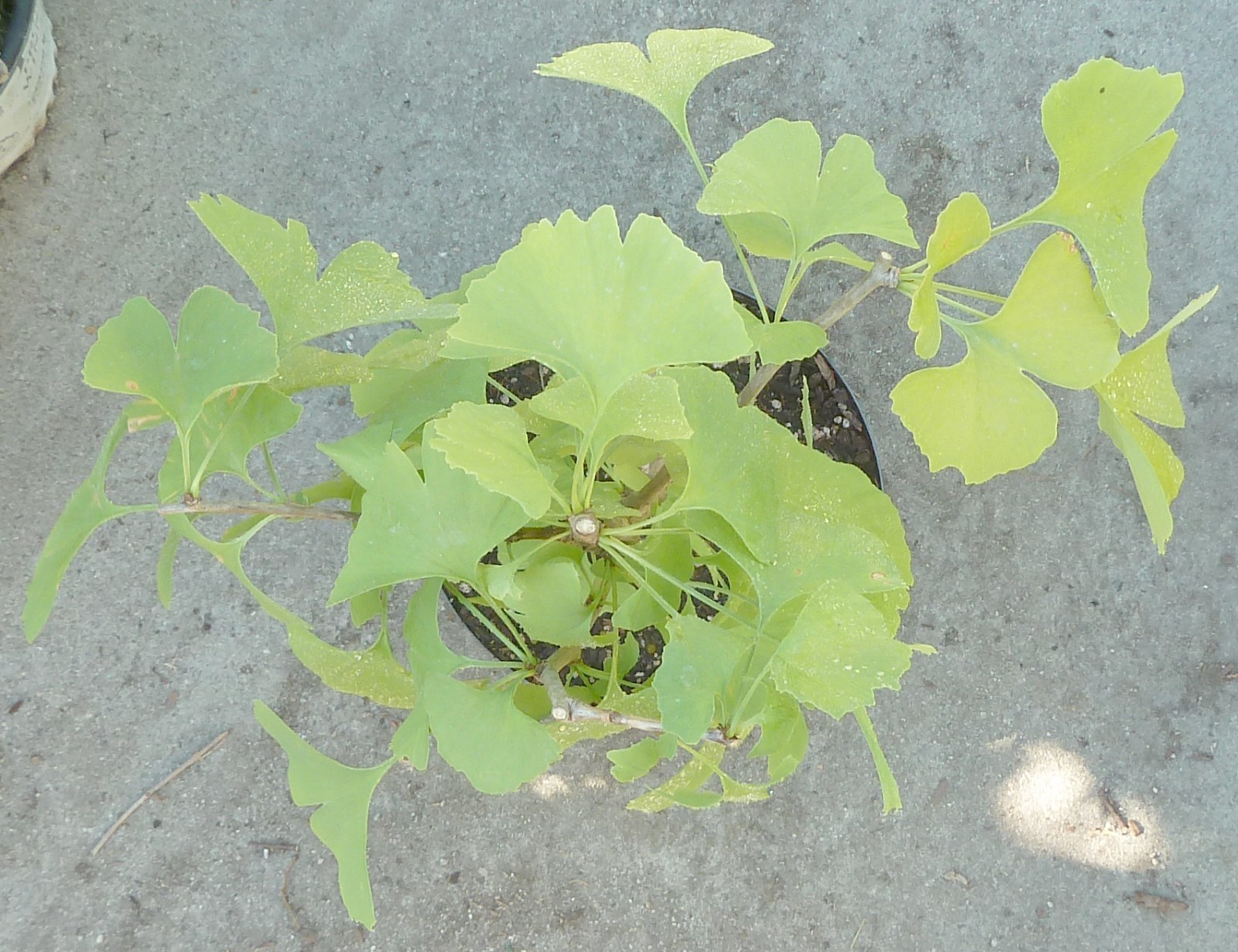 Ginkgo Biloba Pre Bonsai Dwarf Shohin Nice Trunk & Nebari Maidenhair Deciduous