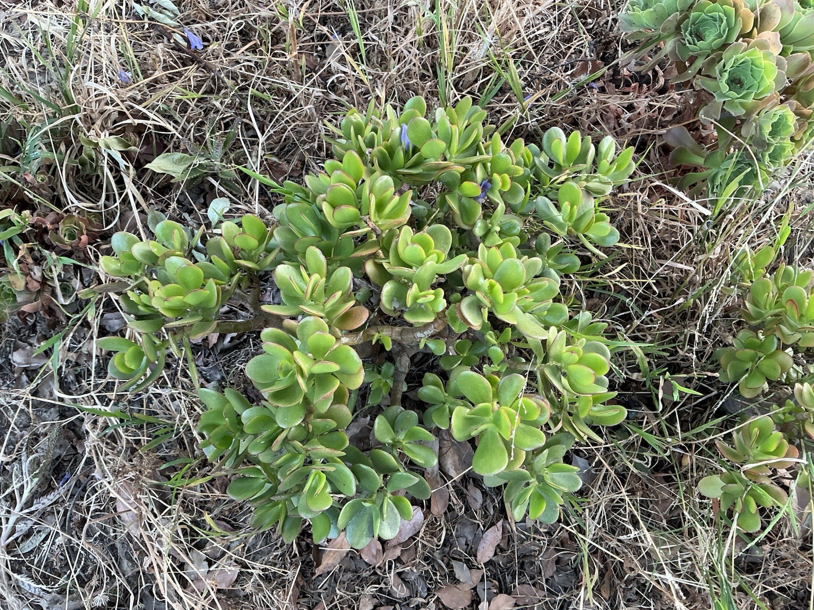 Healthy lush green Crassula Ovata Jade Plant cluster, Rooted 18” tall with roots