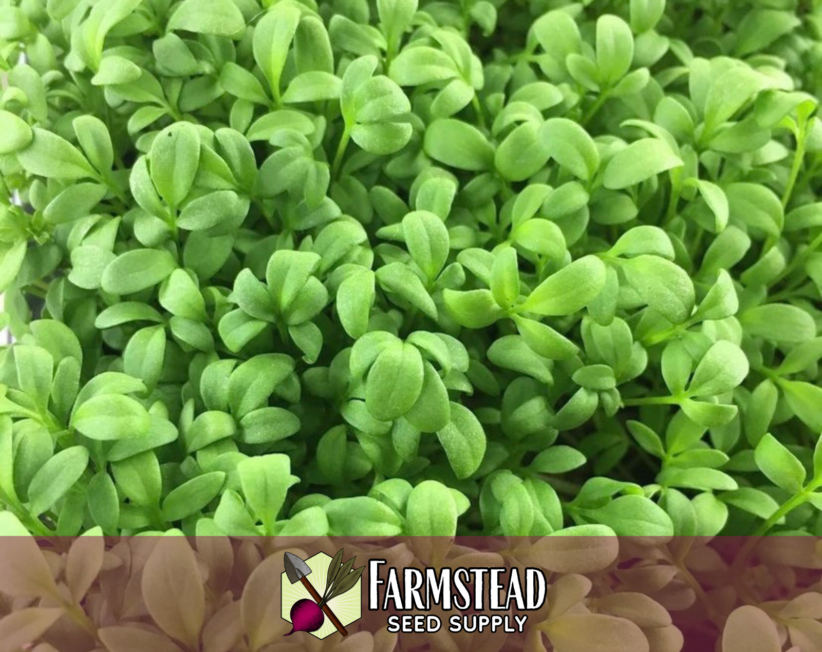 1,500+ Curled Cress Seeds | Asian Herb / Vegetable Gardening Seed Packet