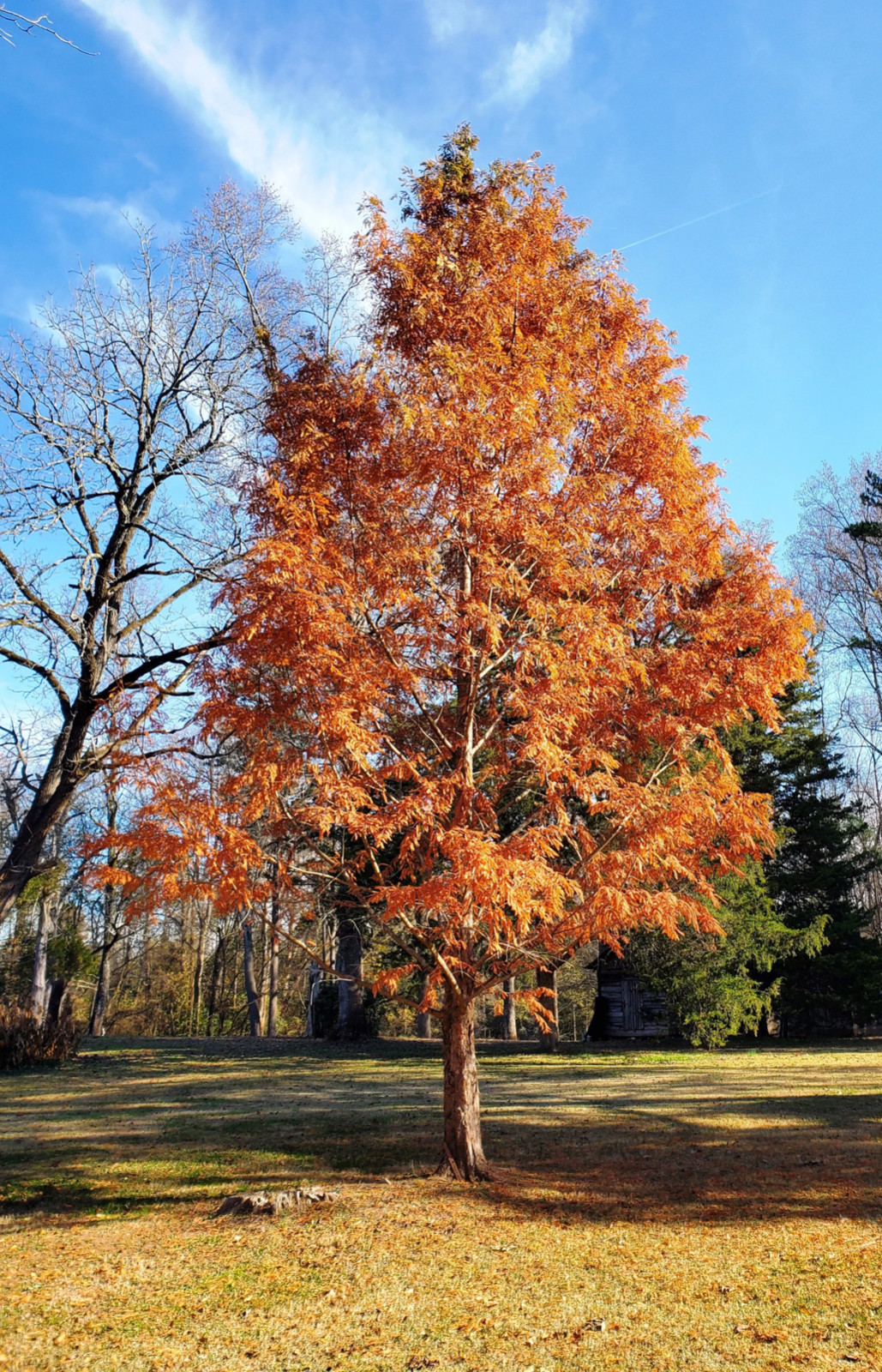 1 Dawn Redwood Tree 12-24″ Tall Metasequoia glyptostroboides Bare Root