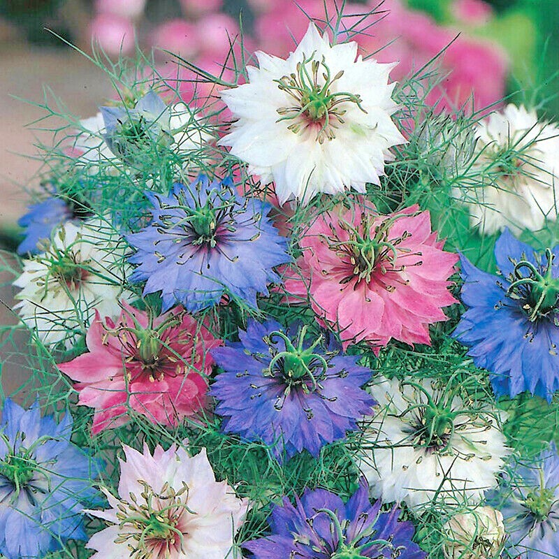 500+LOVE IN A MIST Flower Seeds Flowering Annual Cut Dried Flowers Container