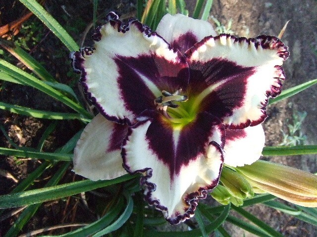 GASKINS SEEDLING X CRAZY IVAN DAYLILY, Black Purple Eye and Edge, Rebloomer, DF