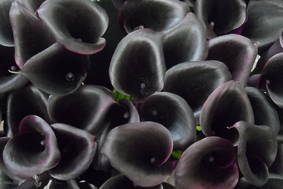 Lily Odessa Calla Maroon Purple & Dark Blooms Heart Shapeds Foliage 20+ Cm Bulbs