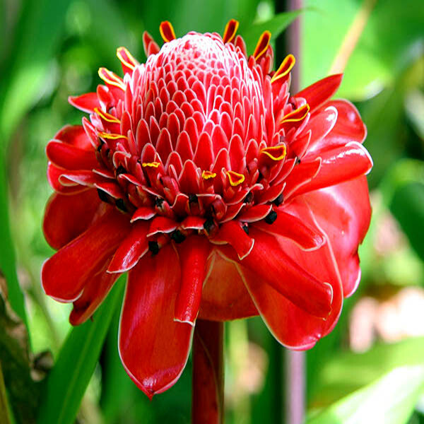 10 RED TORCH Ginger Seeds (Etlingera elatior) Flower Tropical Garden Plant RARE!