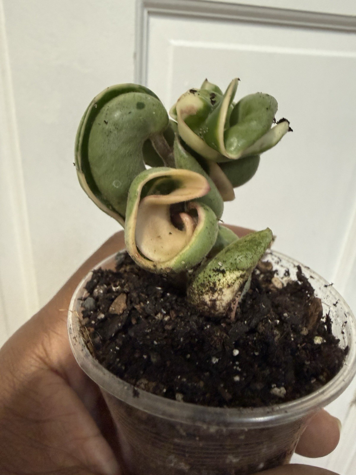 hoya hindu rope variegated Plant