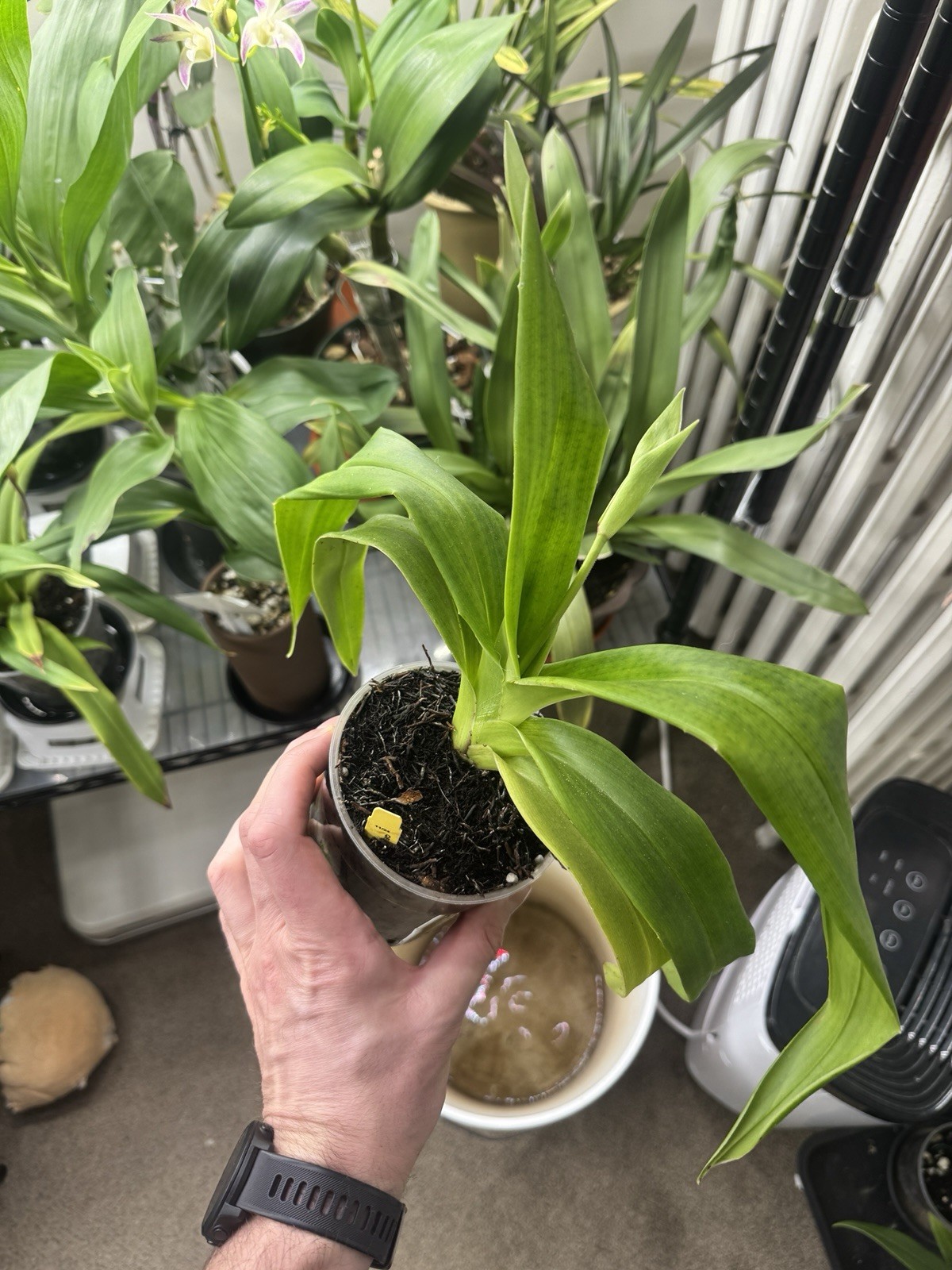 Phragmipedium Kelly Nash In Spike Slipper Orchid