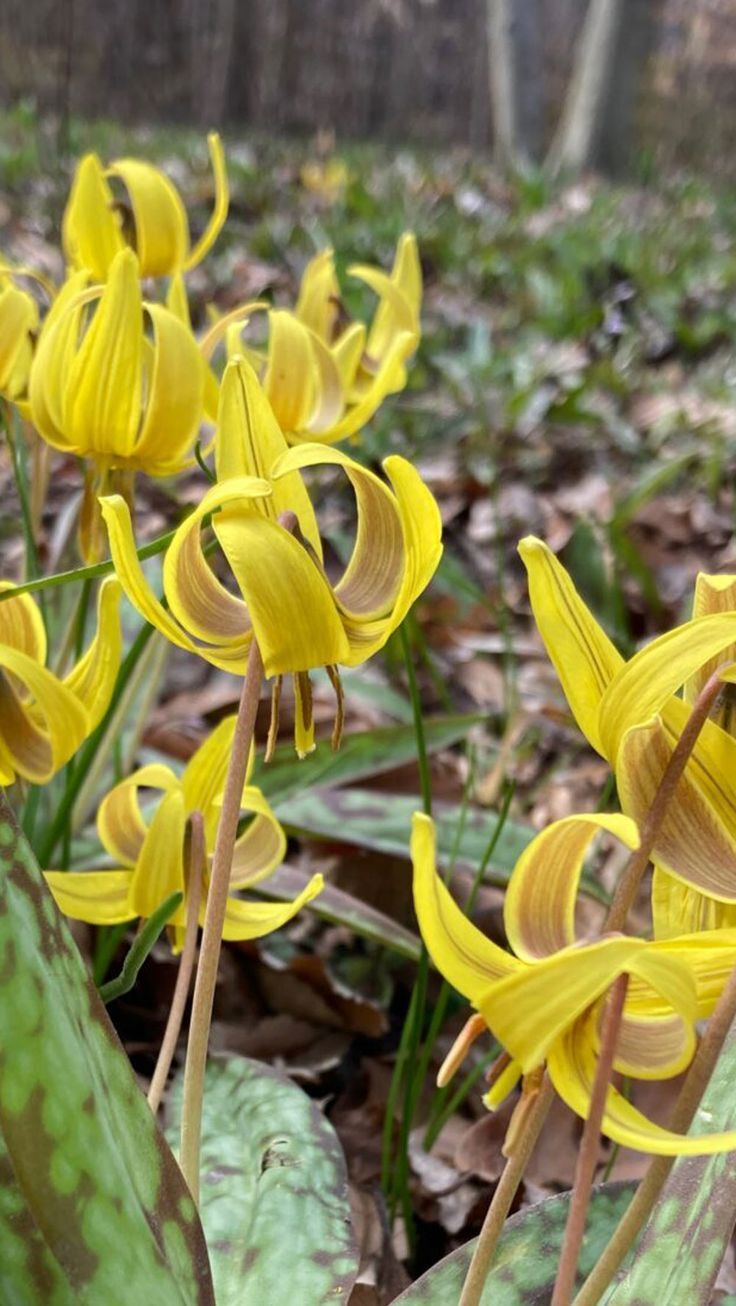 Trout Lily (Erythronium Americanum) | Bulbs