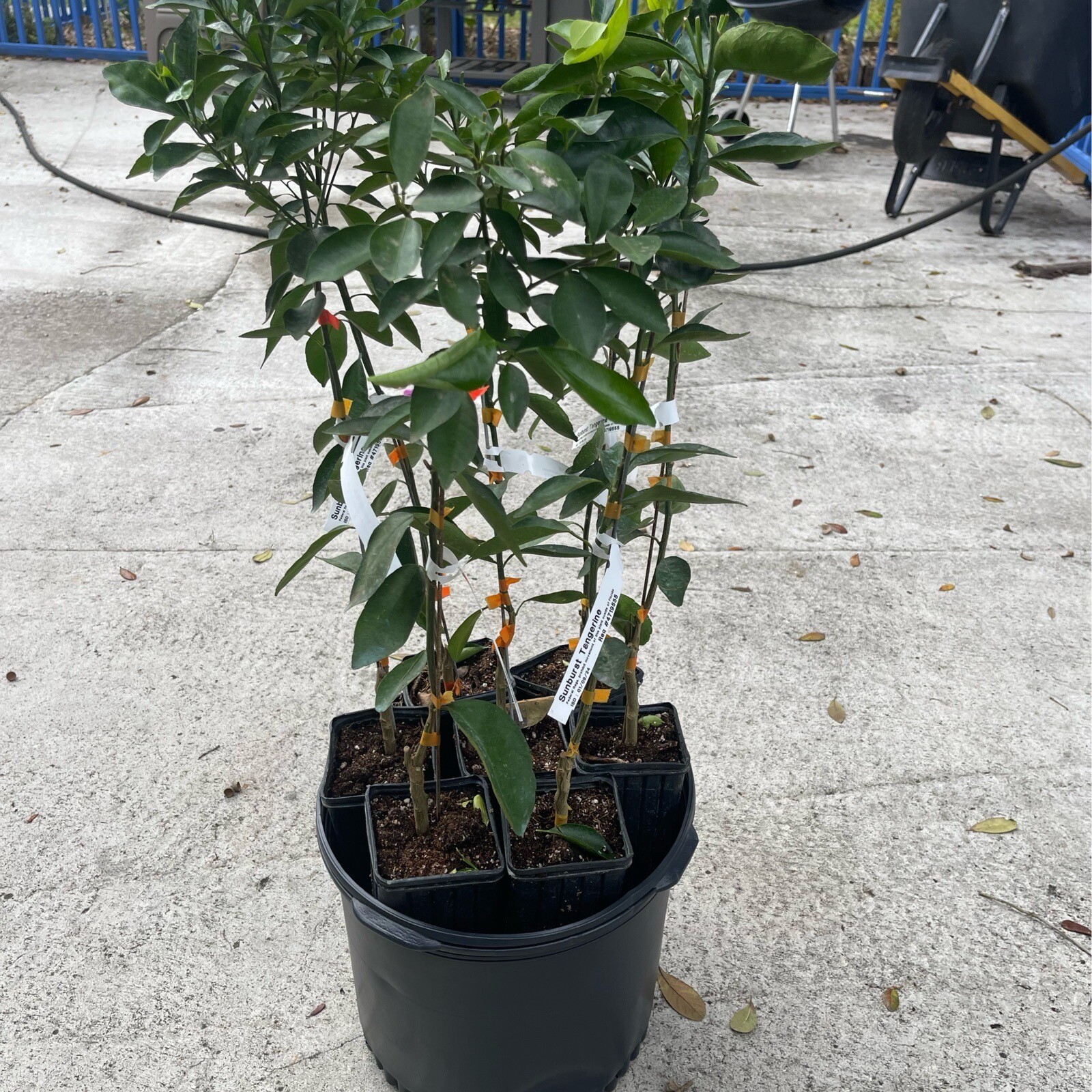 Sunburst Tangerine 3ft grafted tree .
