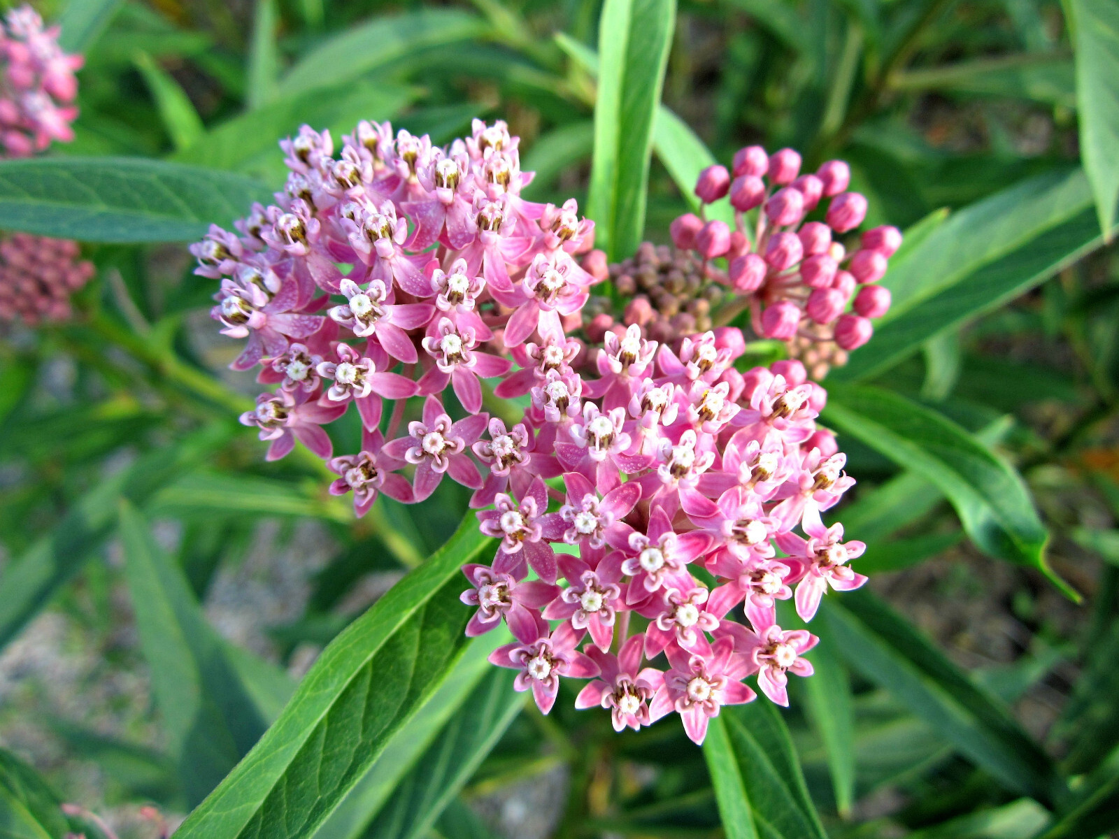 100 PINK COMMON MILKWEED Asclepias Syriaca MONARCHS! Flower Seeds *Flat S/H