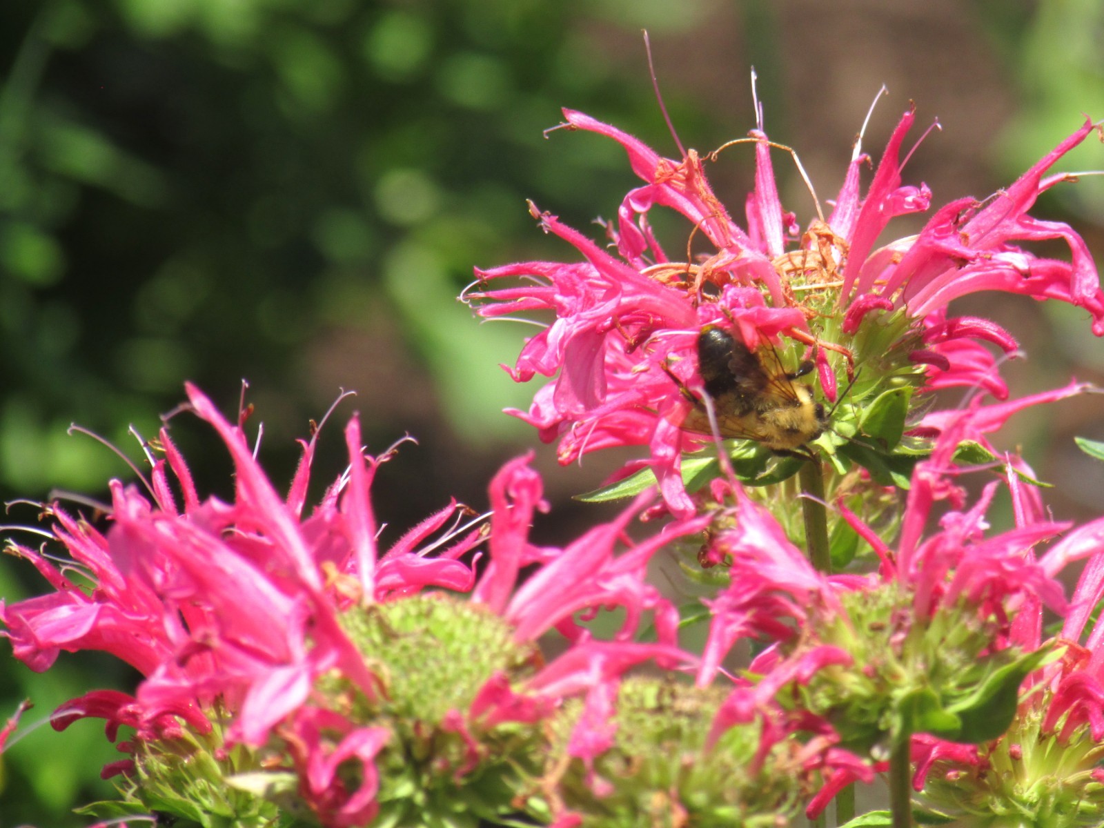 Lot of 6 Monarda Pink Bee Balm Starter Plants Bright Pink Attracts Pollinators