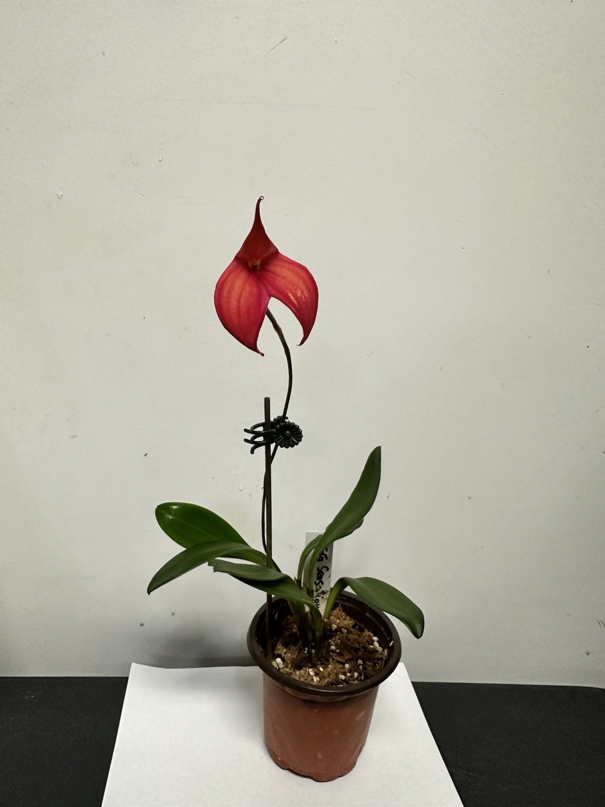 Masdevallias Orchids Plants