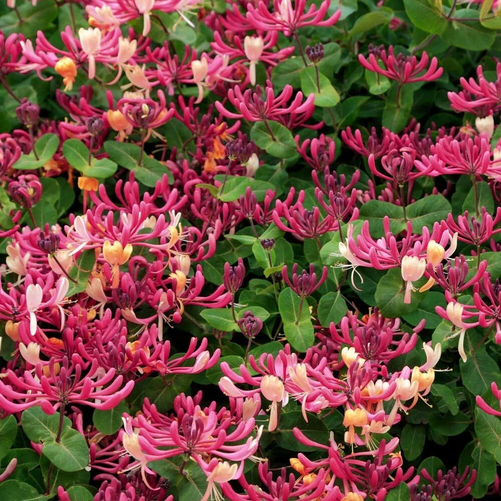 ~~PEACHES & CREAM~~Lonicera periclymenum Honeysuckle Vine~Rooted Starter Plant ~