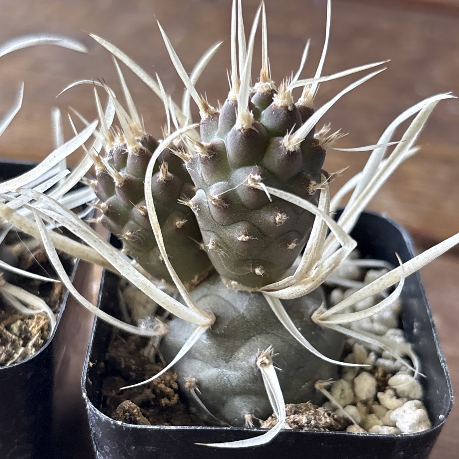 Tephrocactus articulatus v. papyracanthus Paper Spine Cactus