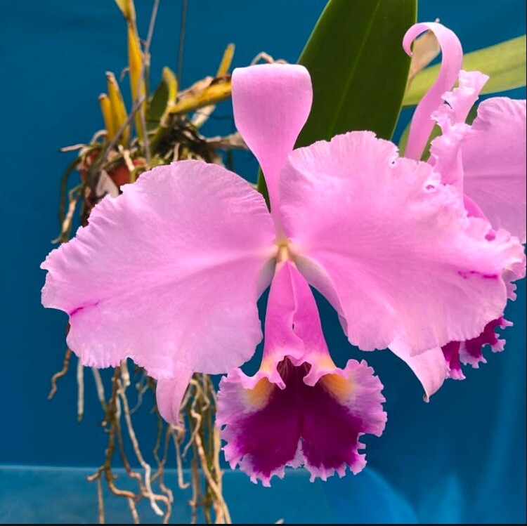 Cattleya trianae ‘For The Living’ AM X ‘Luscious Lips’ Orchid Eros Species 4” Pt