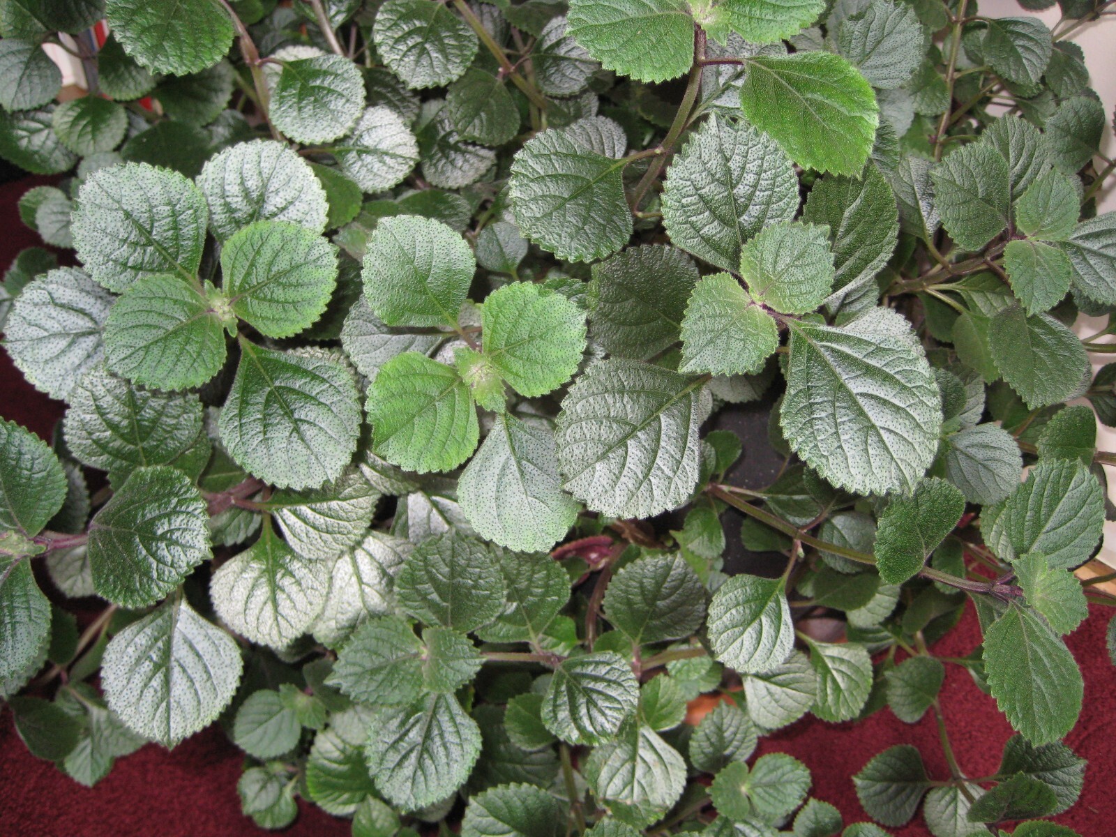 2 Purple swedish ivy plectranthus LIVE PLANTS Passion Plant FREE SHIPPING $$!!