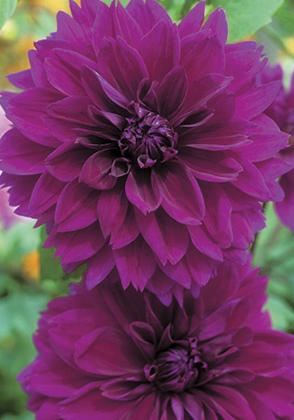 2 Dahlia Dinnerplate Thomas Edison Live Flower Plant Bulbs/ Tubers Velvety Bloom