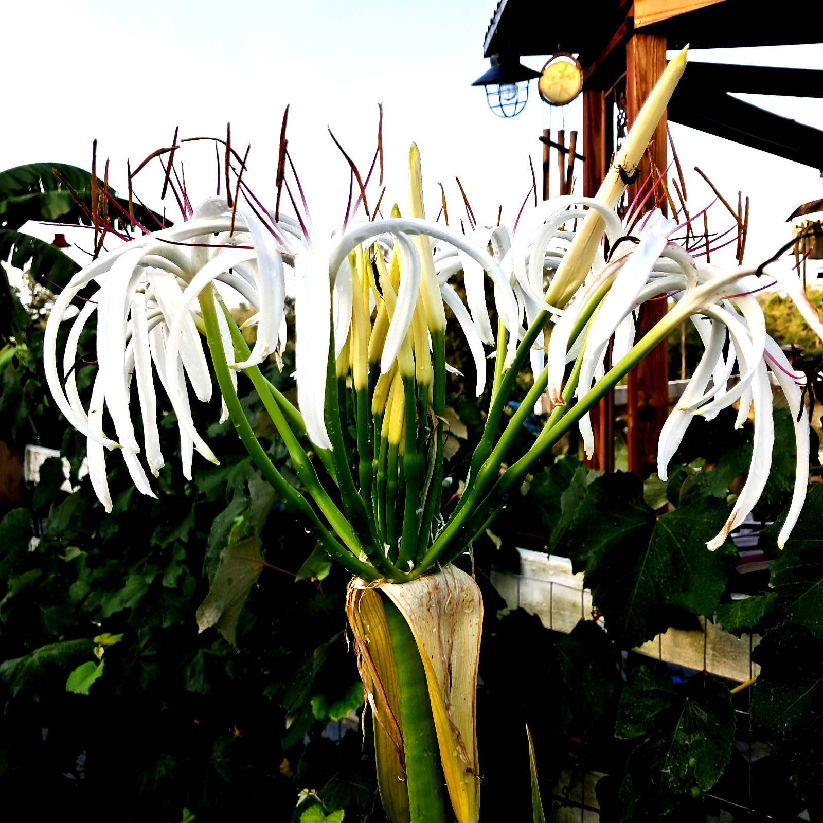 ,Giant White Spider Lily 4 bulbs/seeds Crinum Lily, C. Asiaticum