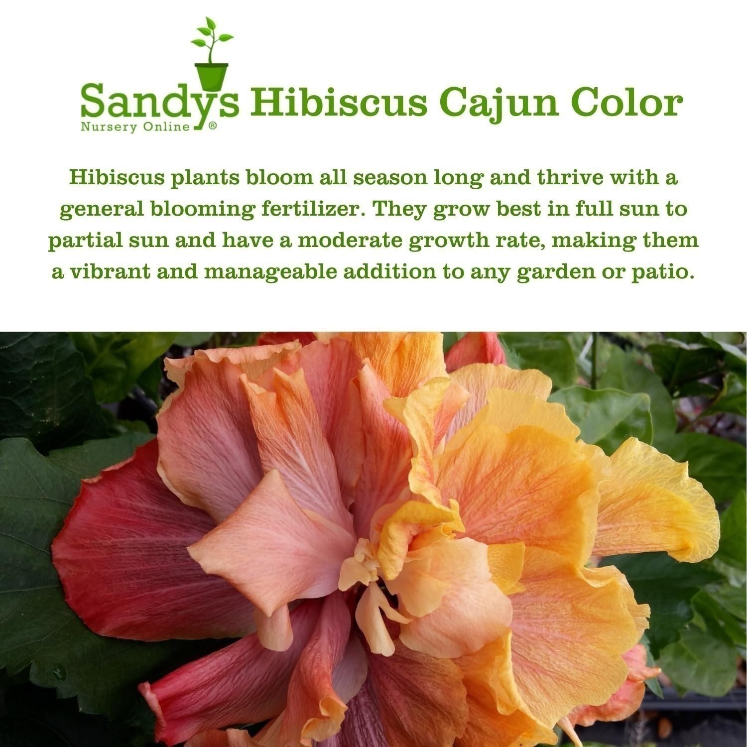 Hibiscus Cajun Color Live Plant BlackBerry Jam Starter Plant