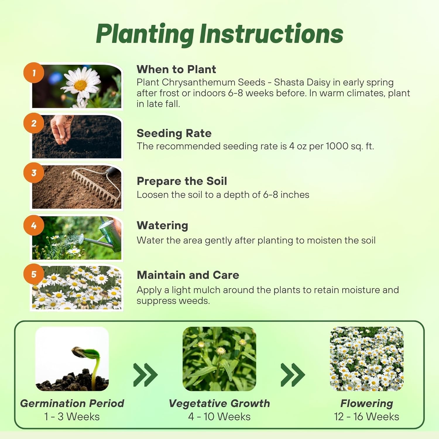 5 LBS White Shasta Daisy Seeds For Planting | Perennial Chrysanthemum Seed