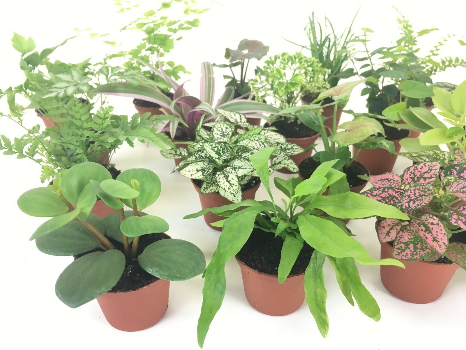 Mini Terrarium Plants (6 Plants) (2″ Pots) Fairy Garden Assorted Varieties
