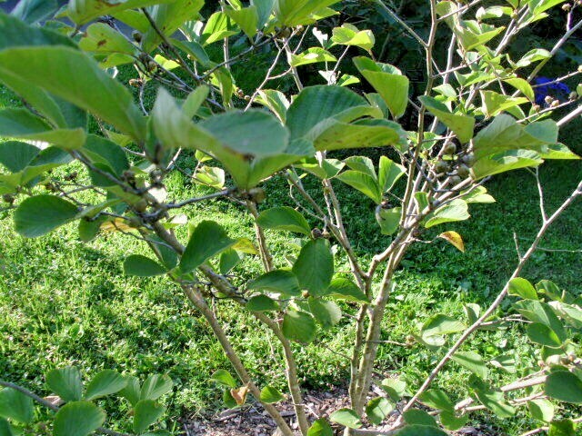 10 WESTERSTEDE WITCH HAZEL SEEDS – Hamamelis × intermedia ‘Westerstede’