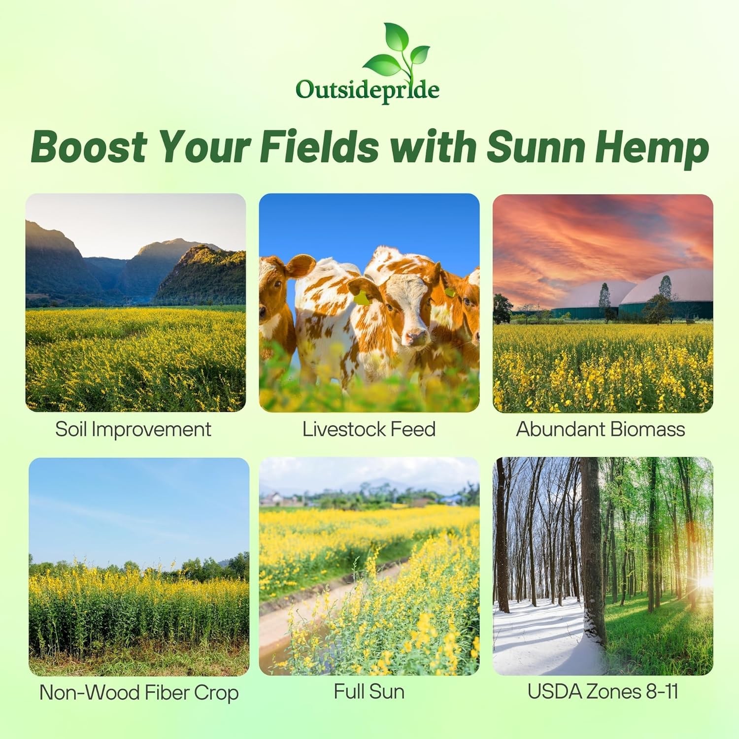 50 LBS Annual Sunn Hemp Pasture, Forage, and Cover Crop Seed