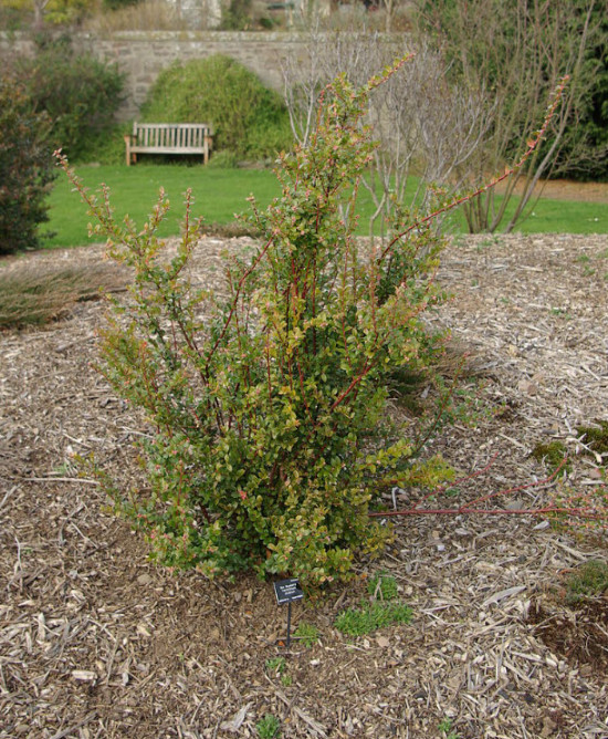 Live Huckleberry Plant, Vaccinium ovatum, 1-2″ Tall in 1,5″ pot, Edible Berries