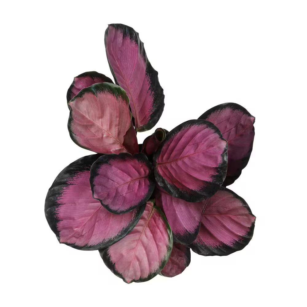6 In. Calathea Roseopicta Rose Painted Calathea Live Purple House Plant Pot