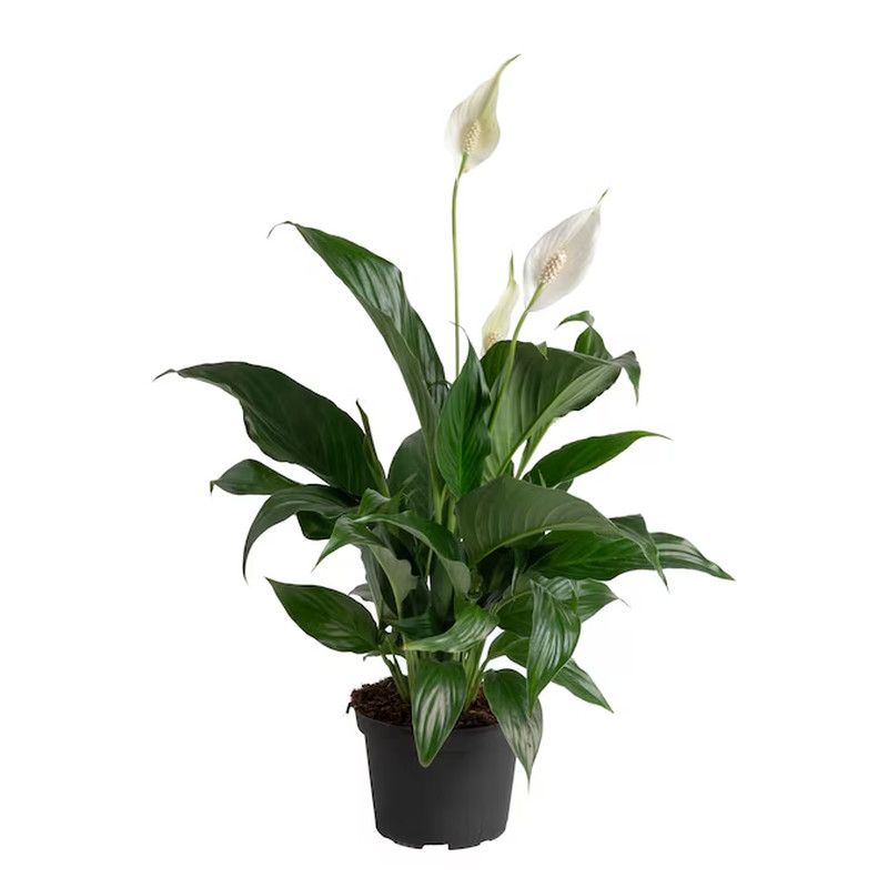 White White Spathiphyllum, Peace Lily Plant in 6 Inch Pot 1.0 -Pack