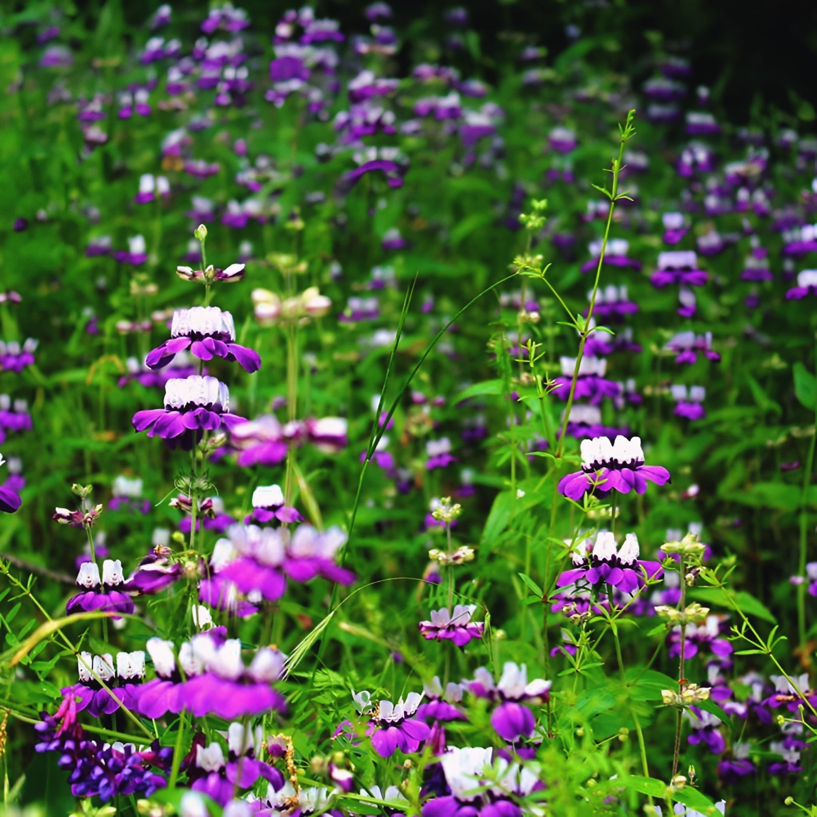 CHINESE HOUSES Wildflower Sun or Shade! Pollinator Attractor Non-GMO 800 Seeds