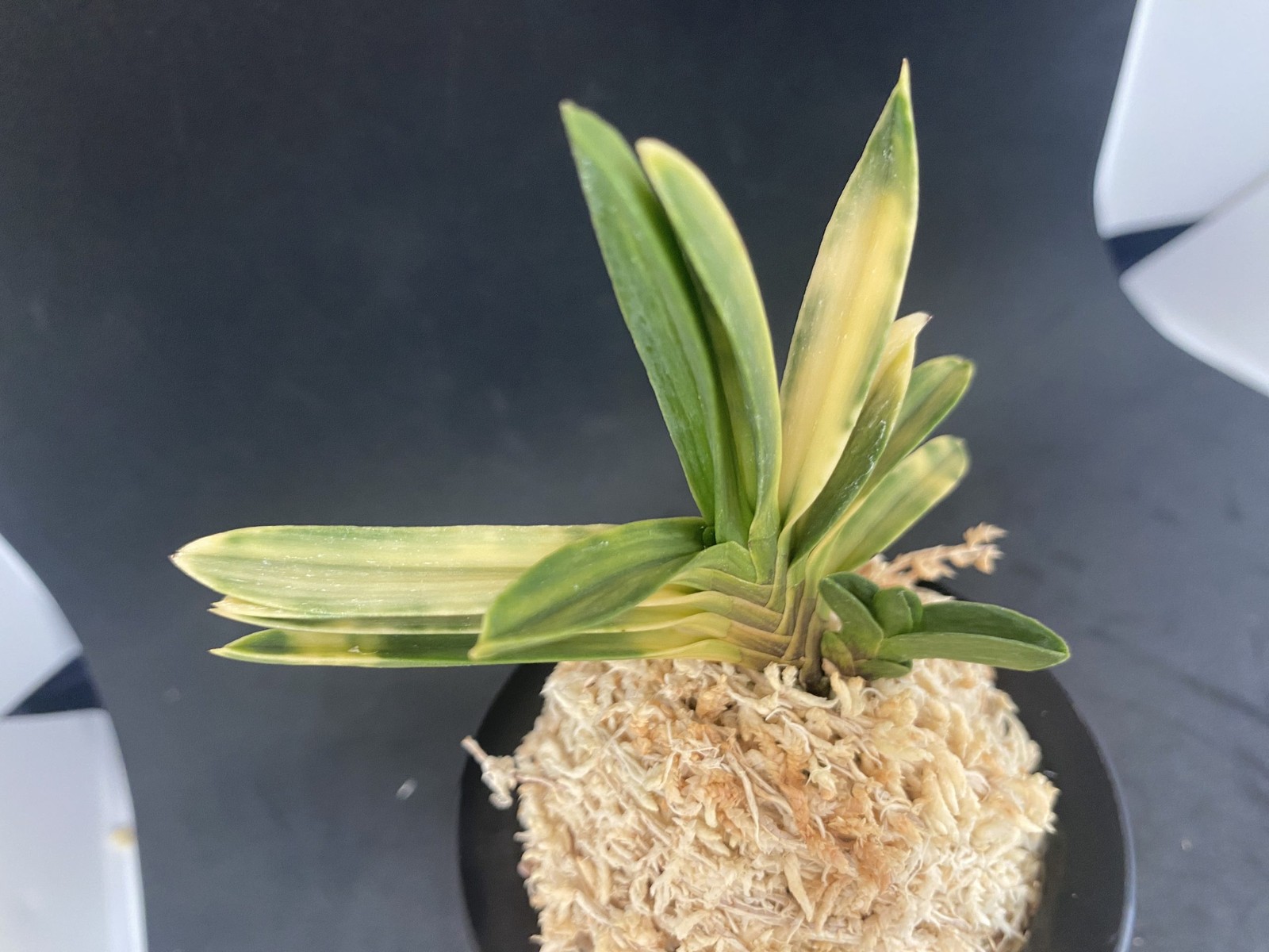 Neofinetia falcata A325DK119. BENIBOUSHI-TORA 紅法師虎