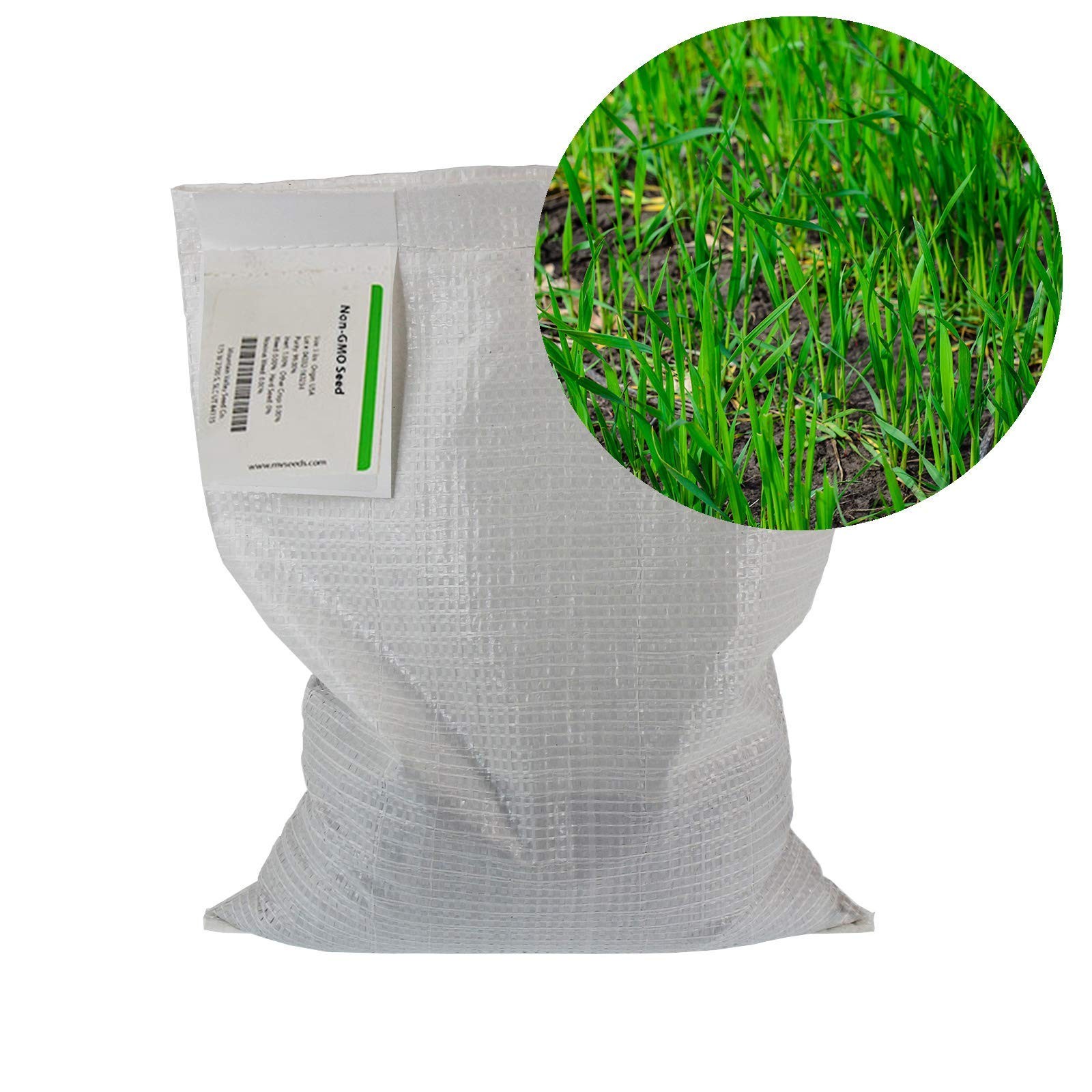 No-Till Winter Rye Seeds – 5 Lbs – Non-Gmo Rye Grain Cover Crop Seeds By