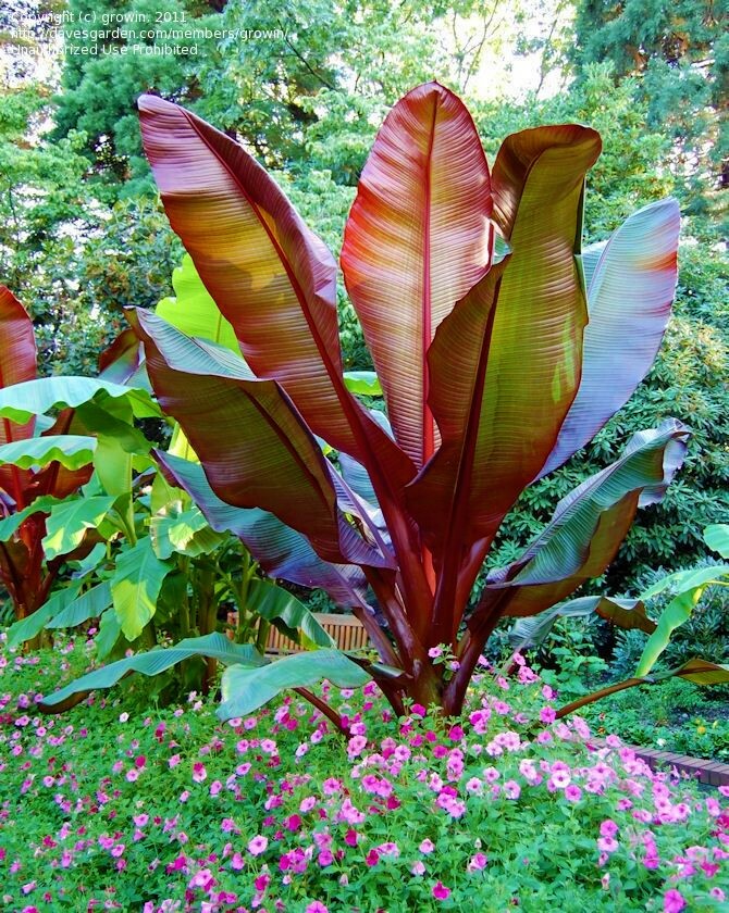 **RED ABYSSINIAN**Ensete Maurelii**AKA False Red Tropical Musa Banana Tree**USA*