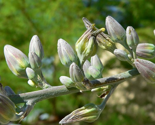 Giant Swordflower, Hesperaloe Funifera, White / Yellow Flowers (35 Seeds)