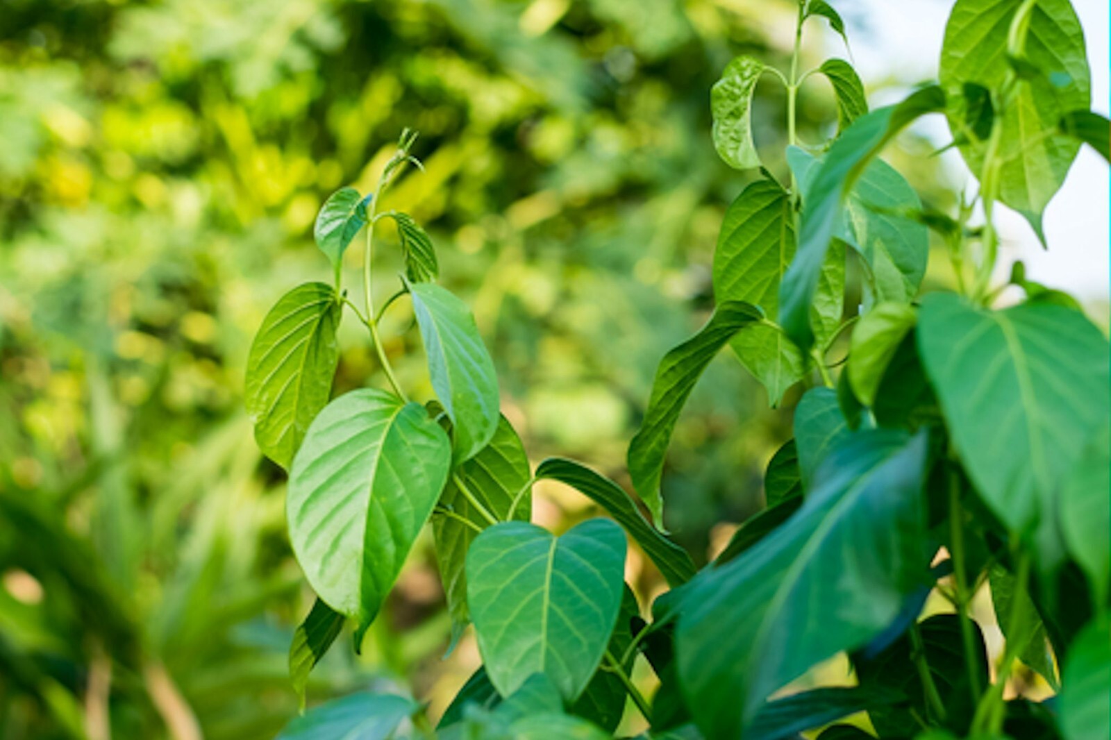 Tropical Seeds -Gymnema sylvestre- 5 Garden Seeds- Gurmar