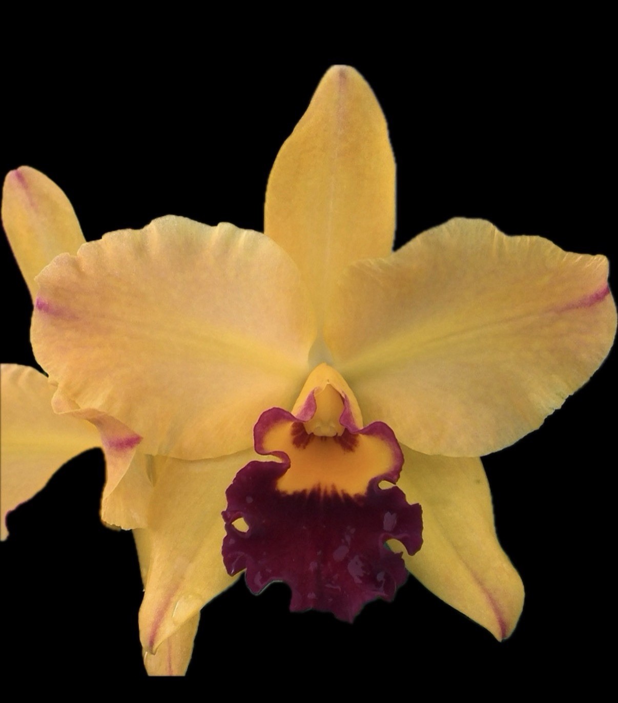 Rhyncholaeliocattleya Hsinying Williette ‘#14’ Cattleya Orchid plant BS 4.5”