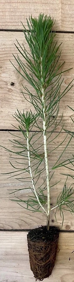 1 Japanese Black Pine Pinus thunbergii Starter Plant