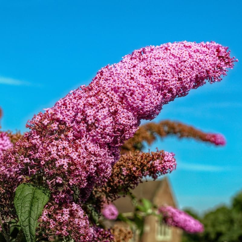 Pink Buddleia Butterfly Bush Live Plant 4-8″ Perennial Ready Grow Outdoor