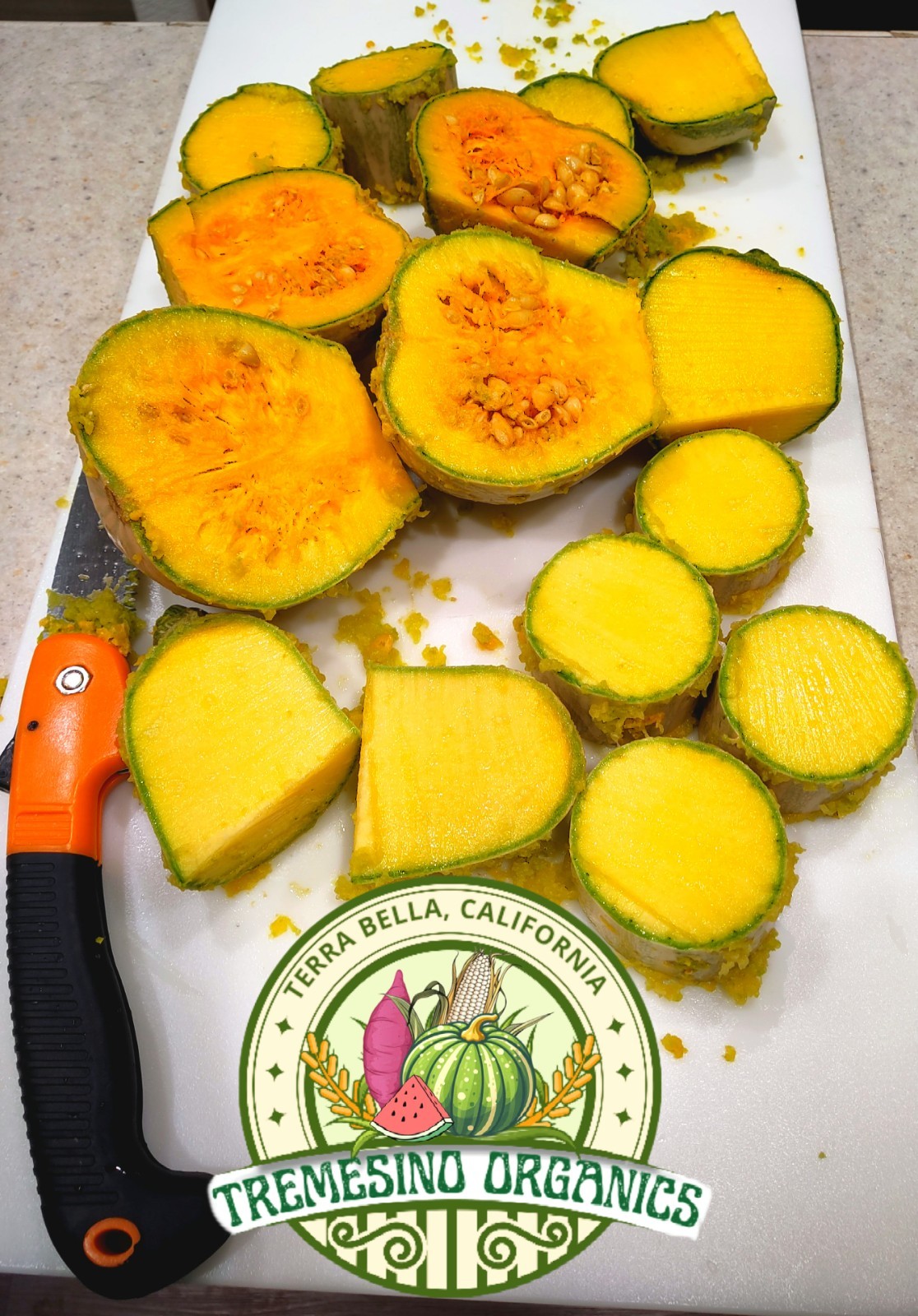 Organic Mexican Long Striped Squash 20 Seeds- Calabaza Mexicana, 20 Semillas